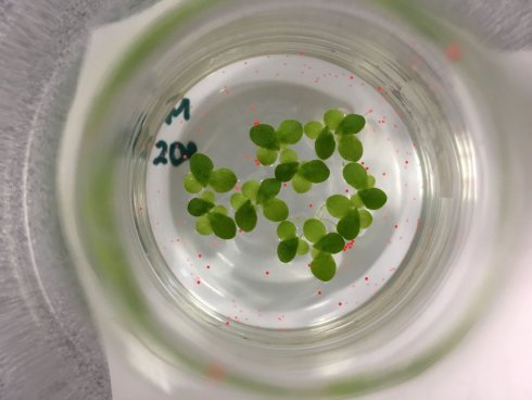 Marcel Jansen - Lemna