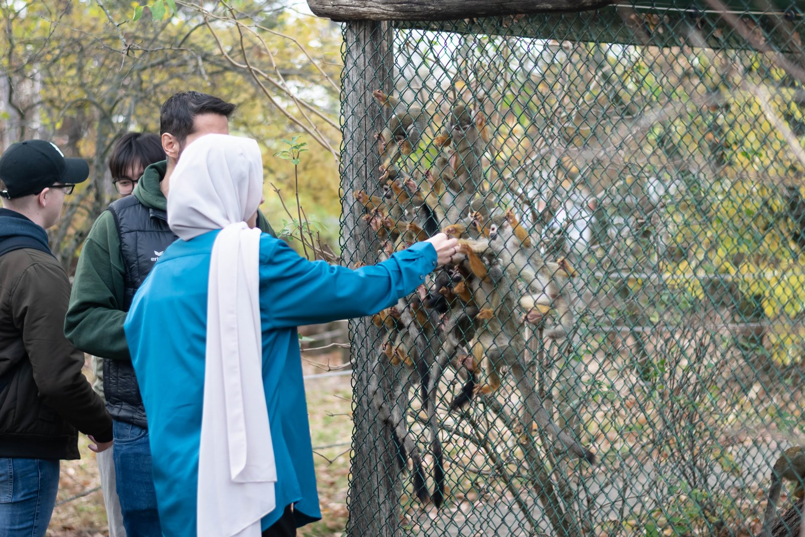 Zoo életkép 2025 - csuklyásmaki etetés