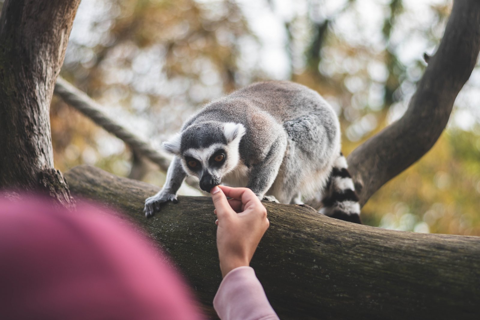 Zoo életkép 4 - Gyűrűsfarkú maki etetés