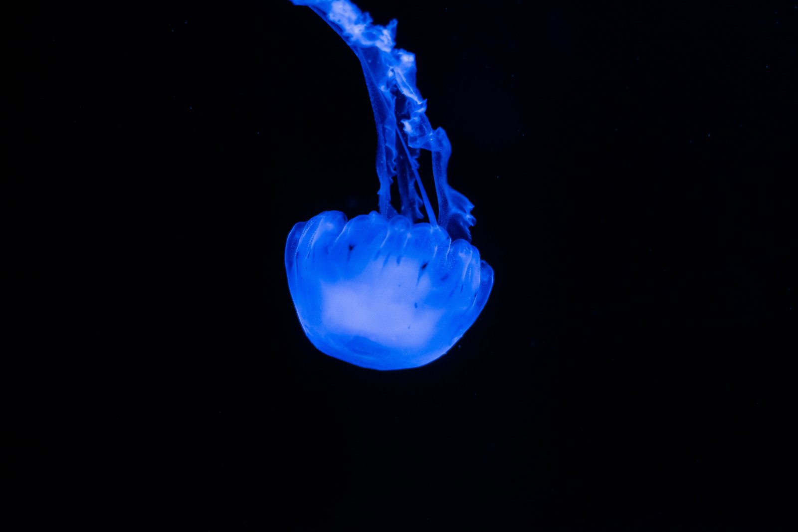 Zoo terrárium medúza 2025